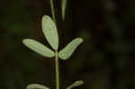 American bird's-foot trefoil